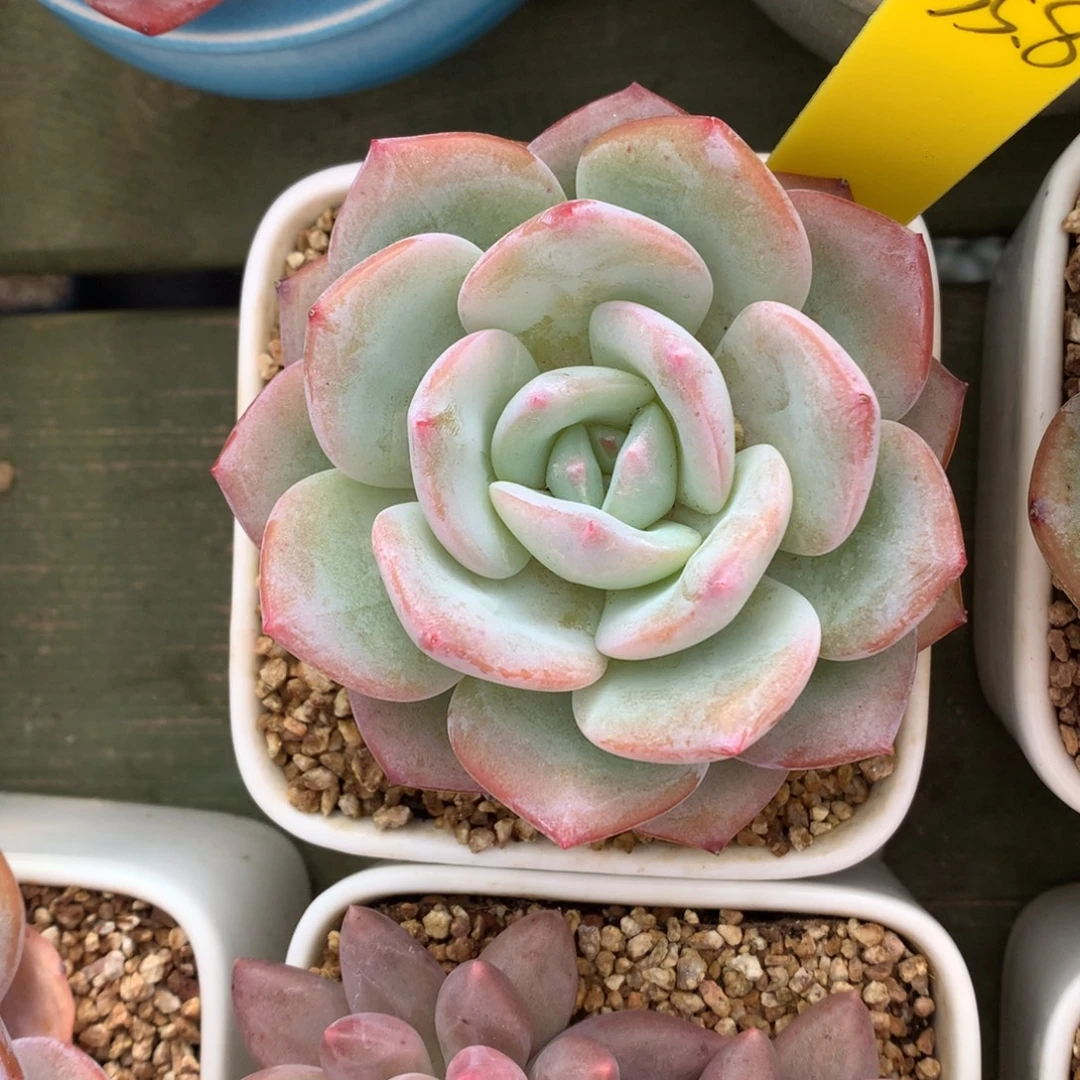 小 凤橙 单头 一颗