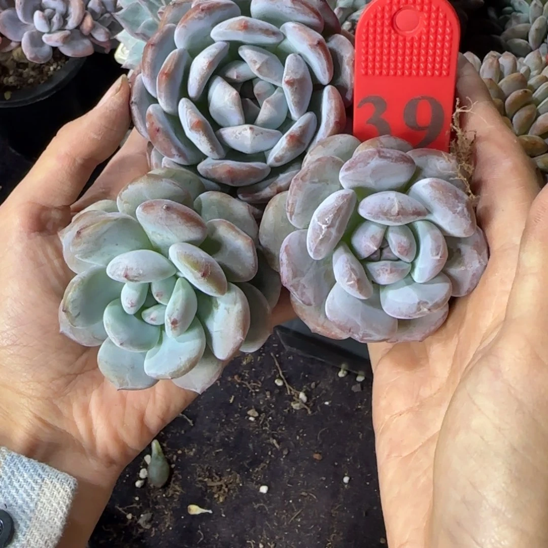 星影三颗一物一拍39