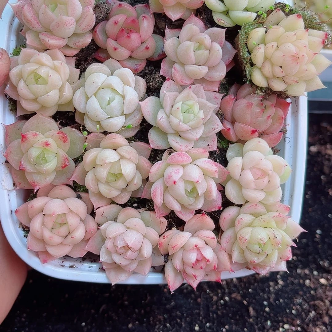 1-323 新疆西藏内蒙不发12.8包邮2-3公分多肉