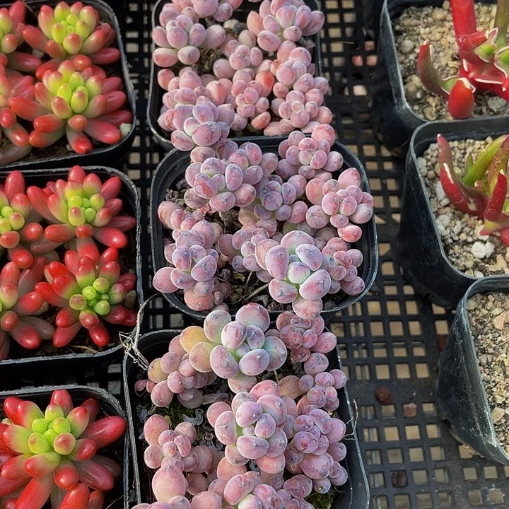 汤姆漫画带盆土发散群