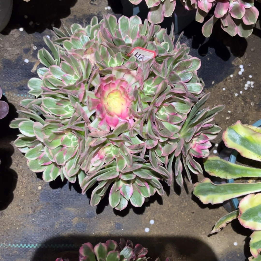 612多肉植物孔雀翎