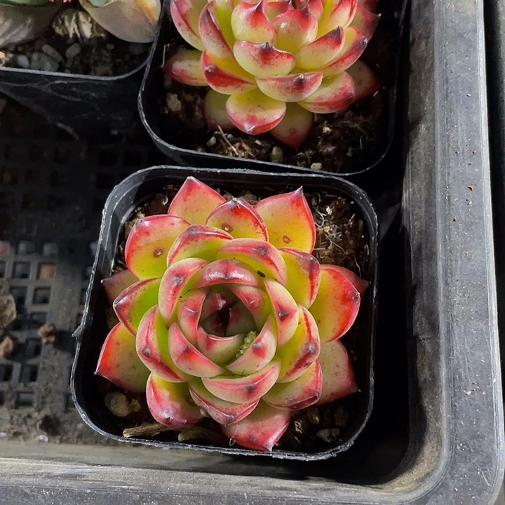 红太狼2.8带盆土发