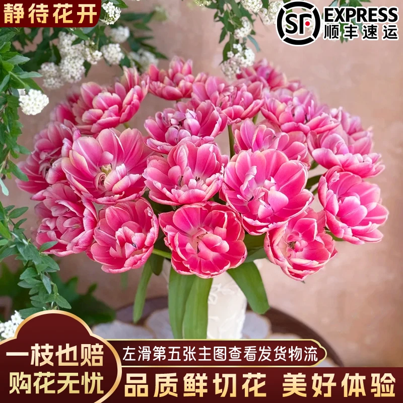 【静待花开】草莓松饼-A级郁金香云南鲜花斗南花卉直发顺丰冷链包邮