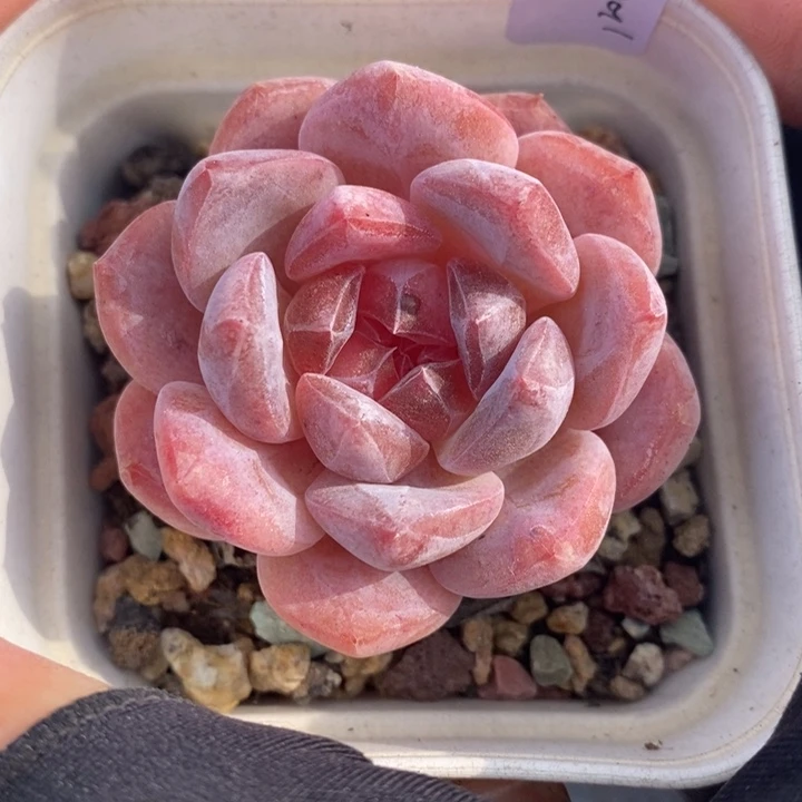 1206-62，粉魄多肉