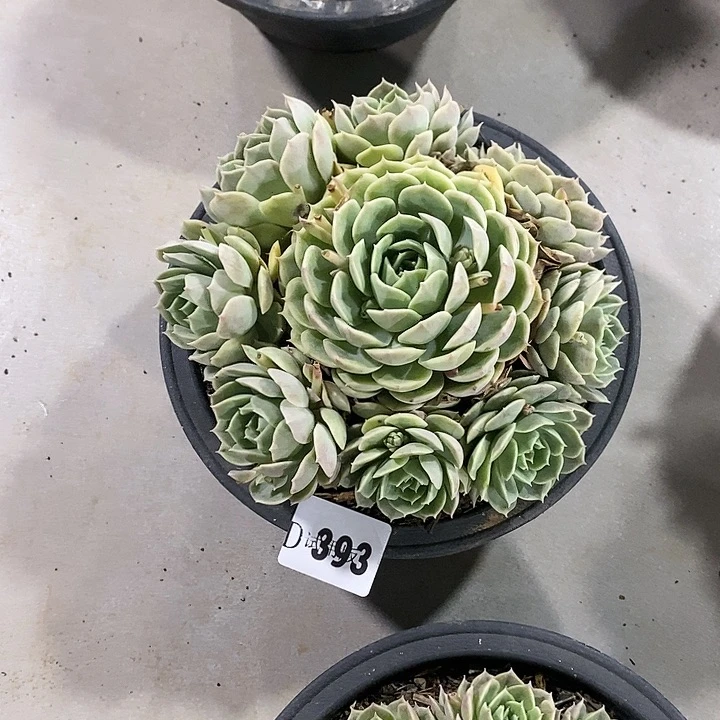 梦****）393昂斯诺多肉植物