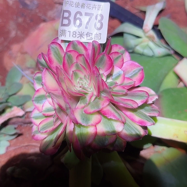 多肉法师淘宝福利