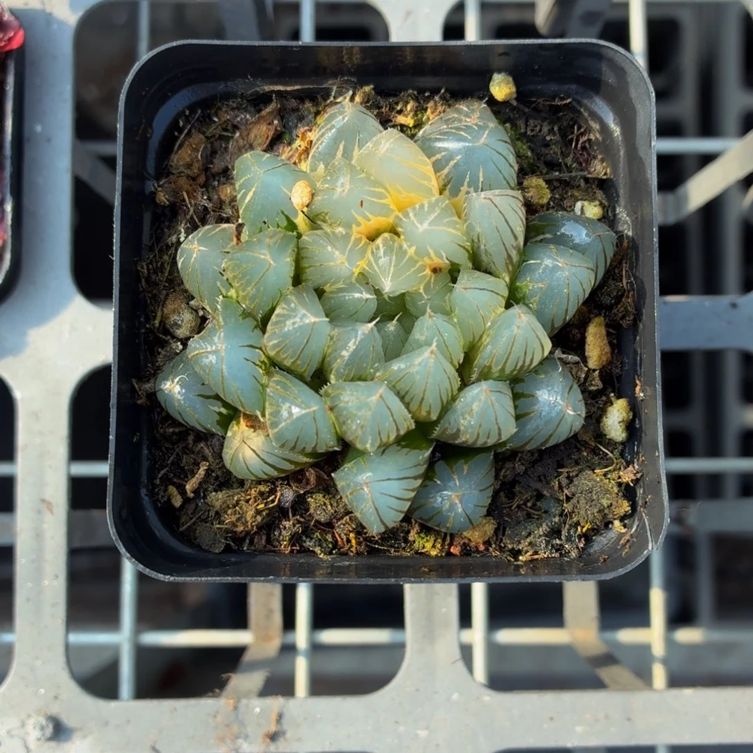 奶****黑肌玉露锦多肉9.9包邮发货