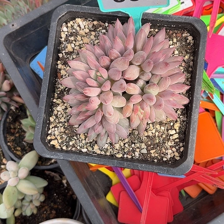 多肉植物虞美人群333