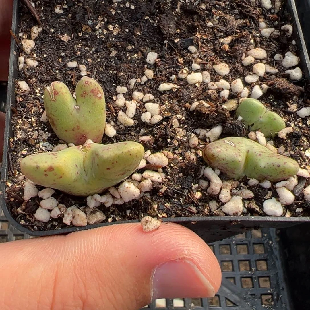 20-27麋鹿角多肉