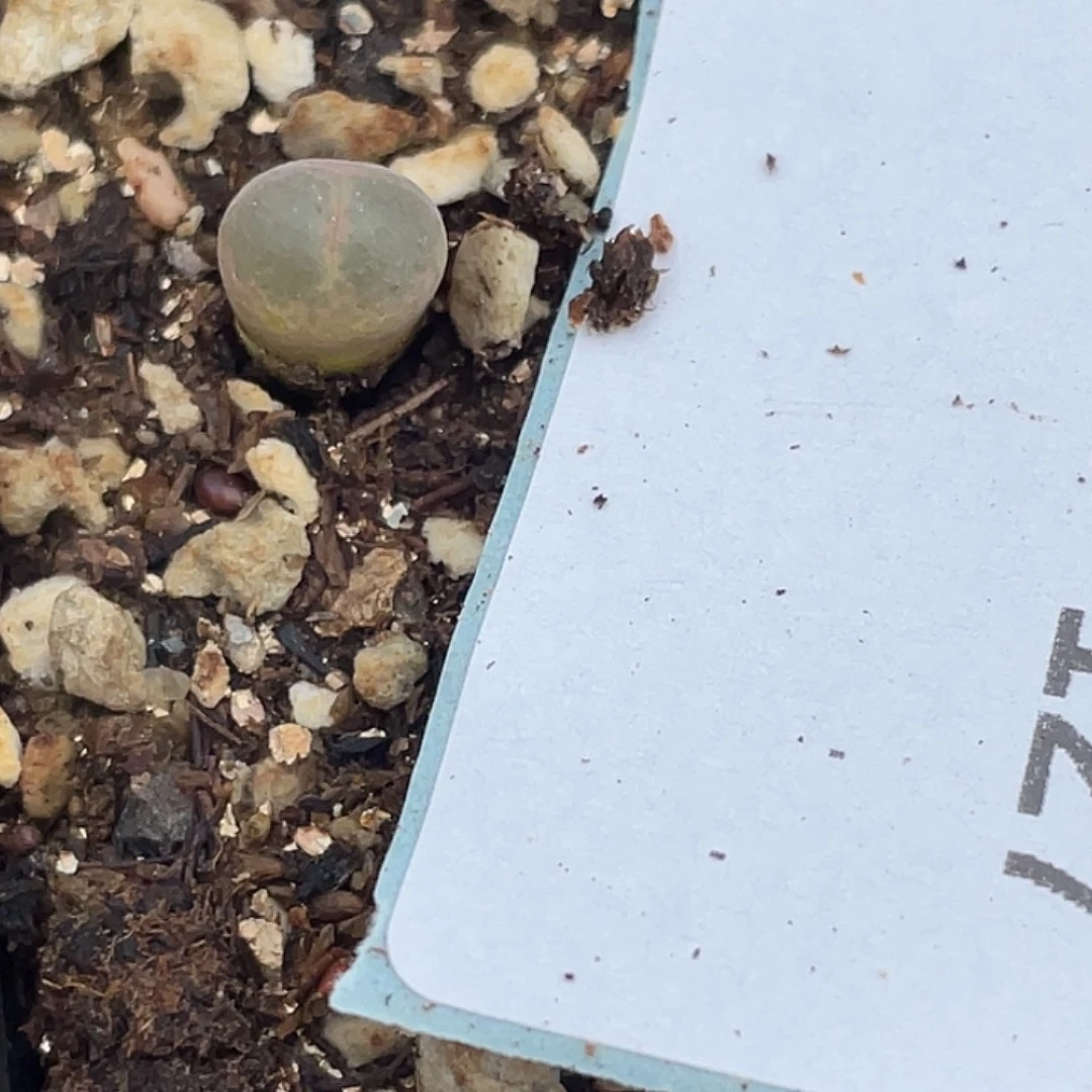 Y***214-127肉锥多肉植物