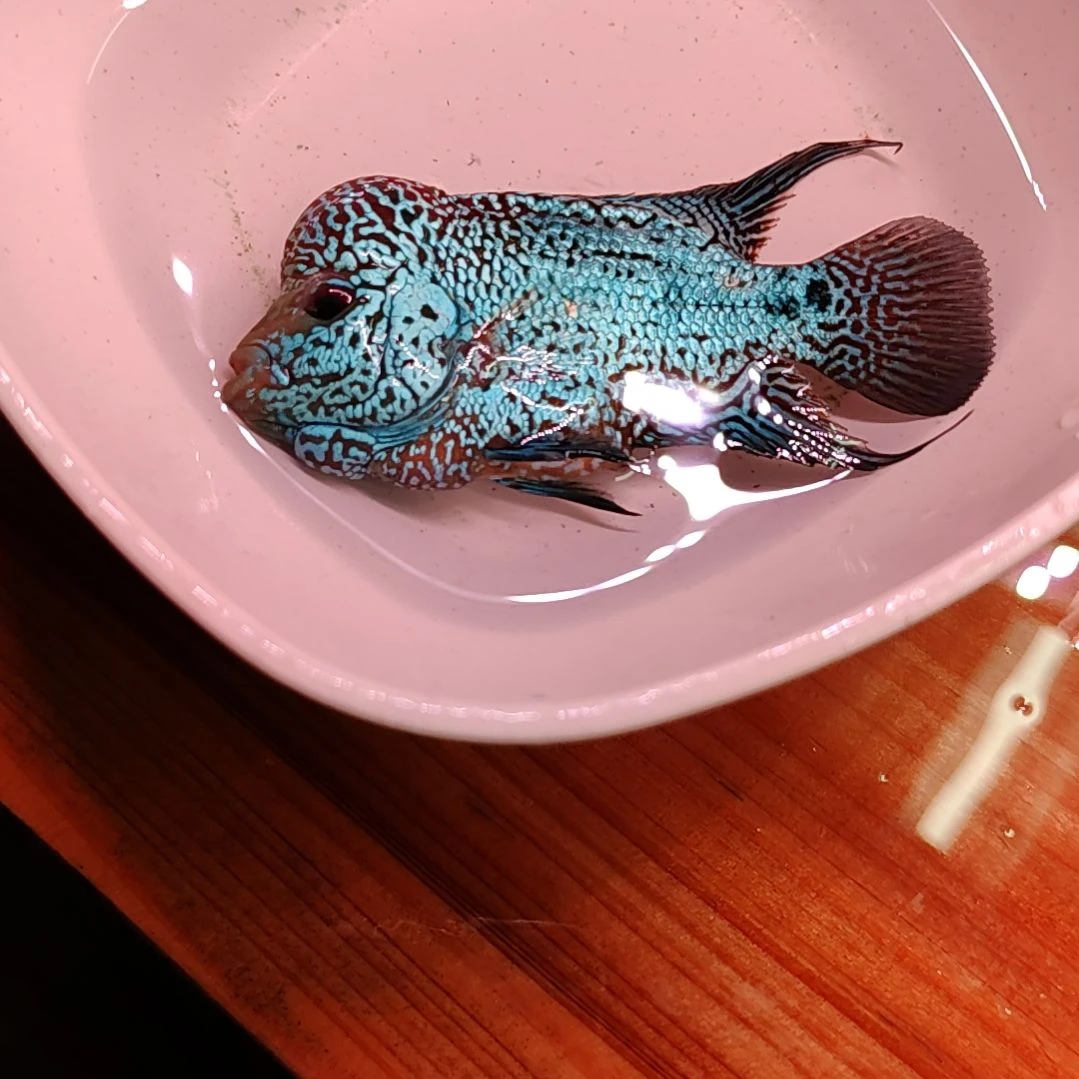 罗汉鱼4444444444444