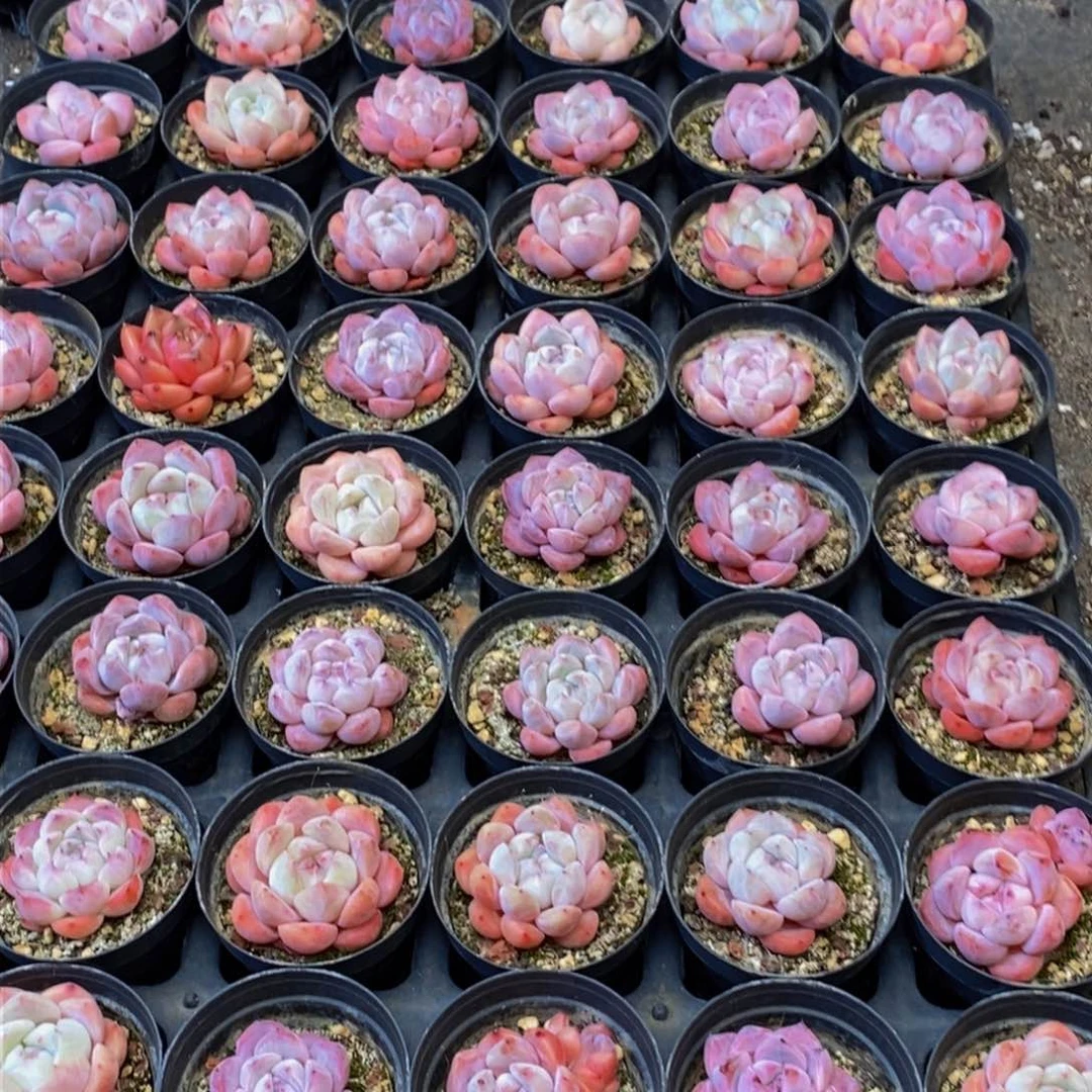 169多人在一起的时候