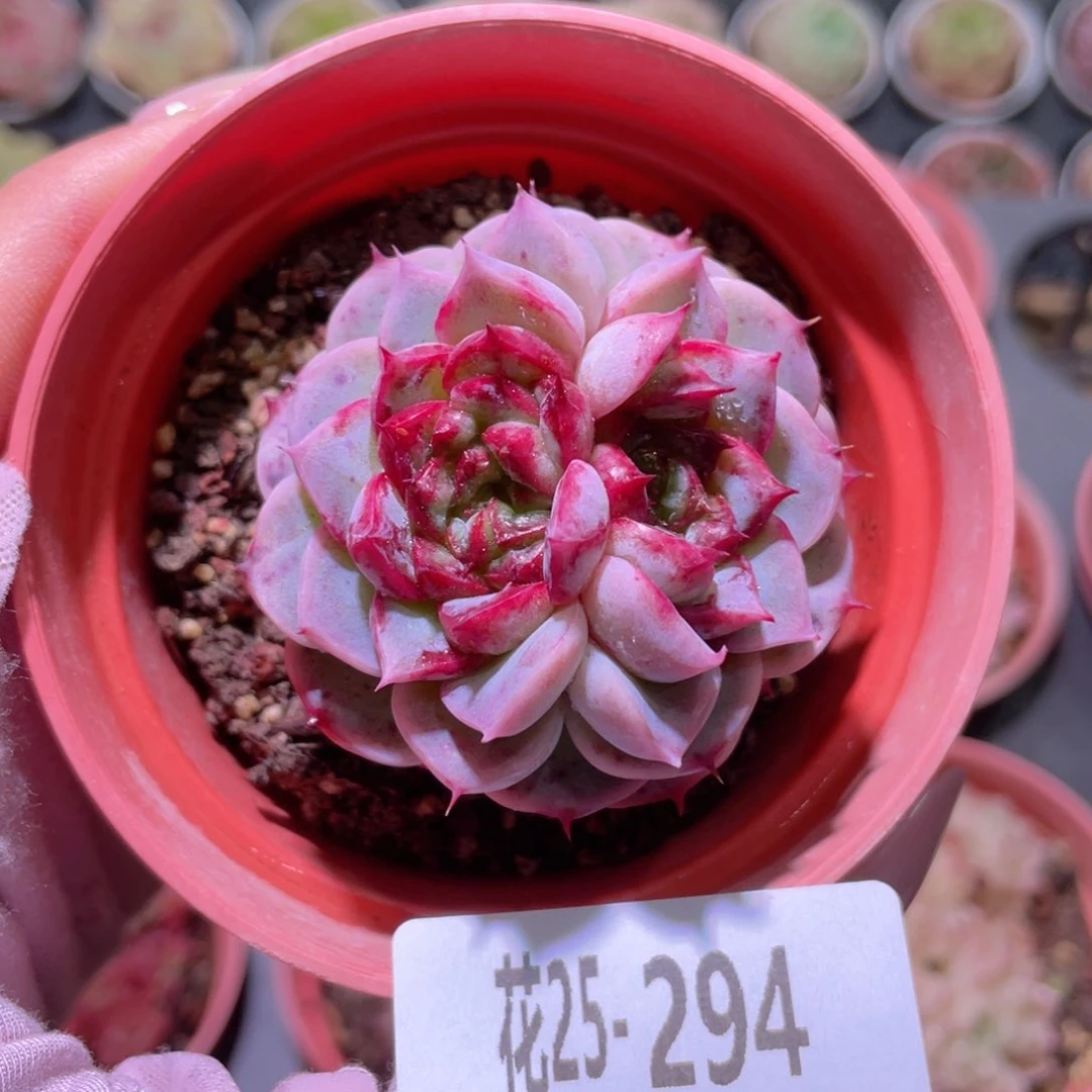 花利美25-294天鹅绒