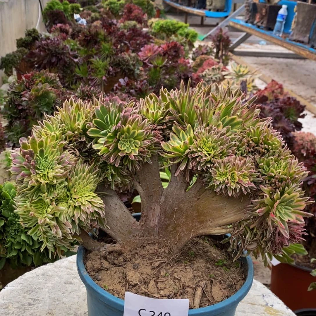 金丝菊c249所见即所得