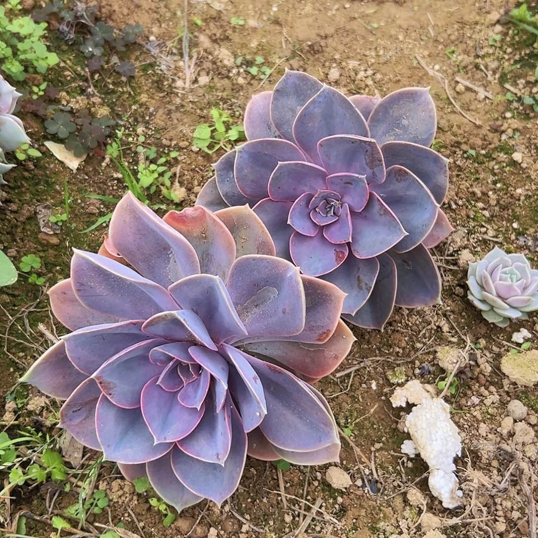 紫珍珠大单头2个基地直发