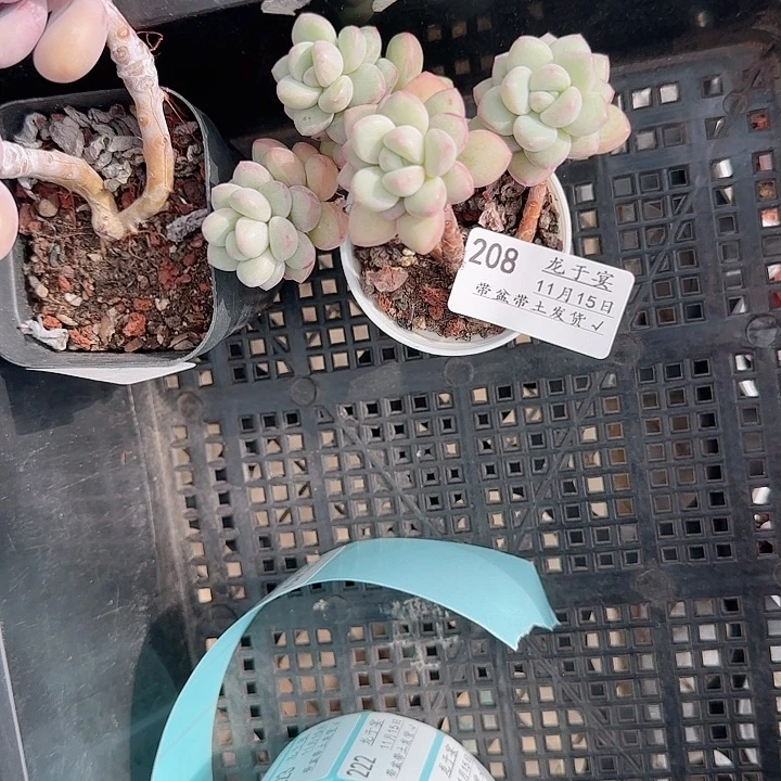 *****1115------208泡泡糖