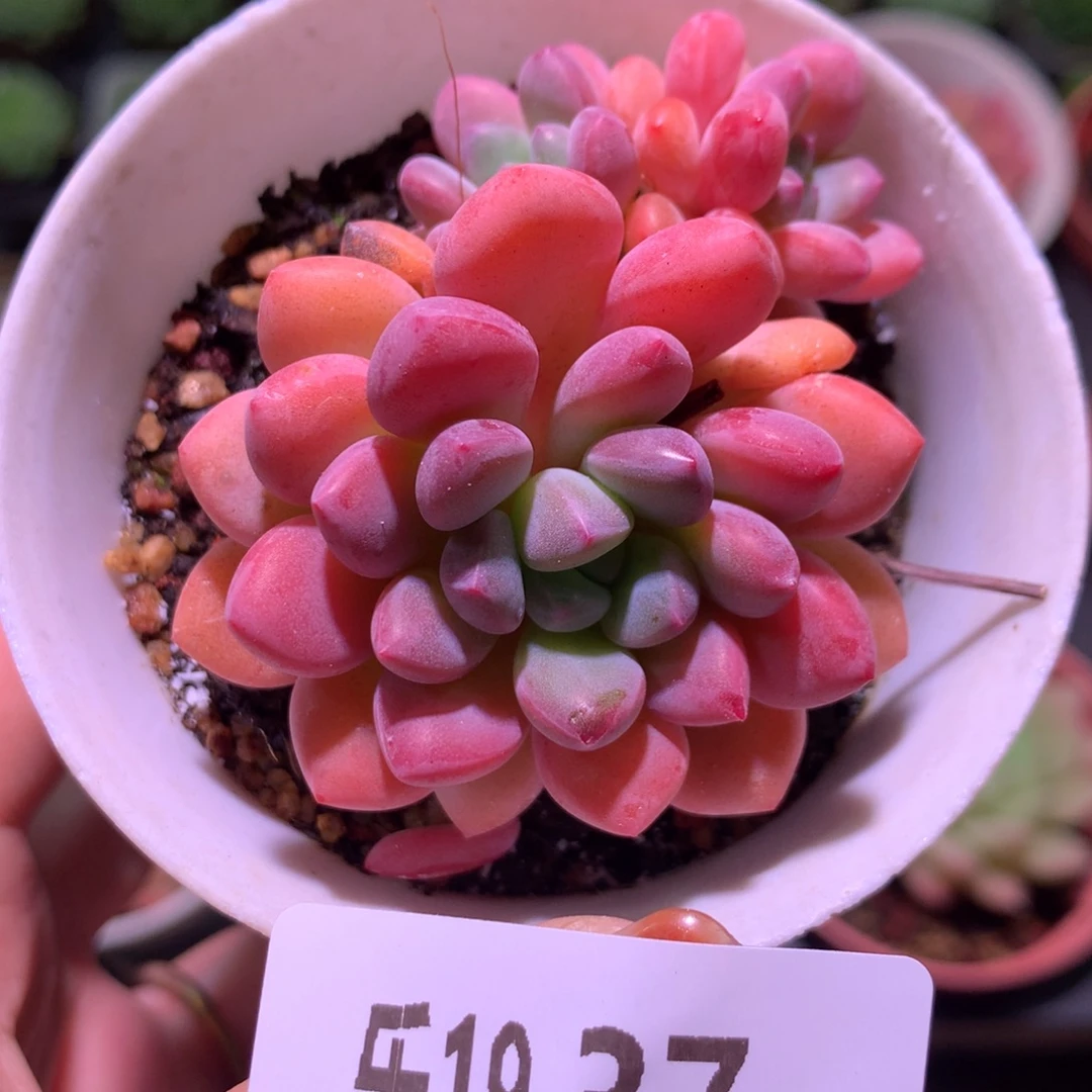 乐然19-37 冰彤 不包整