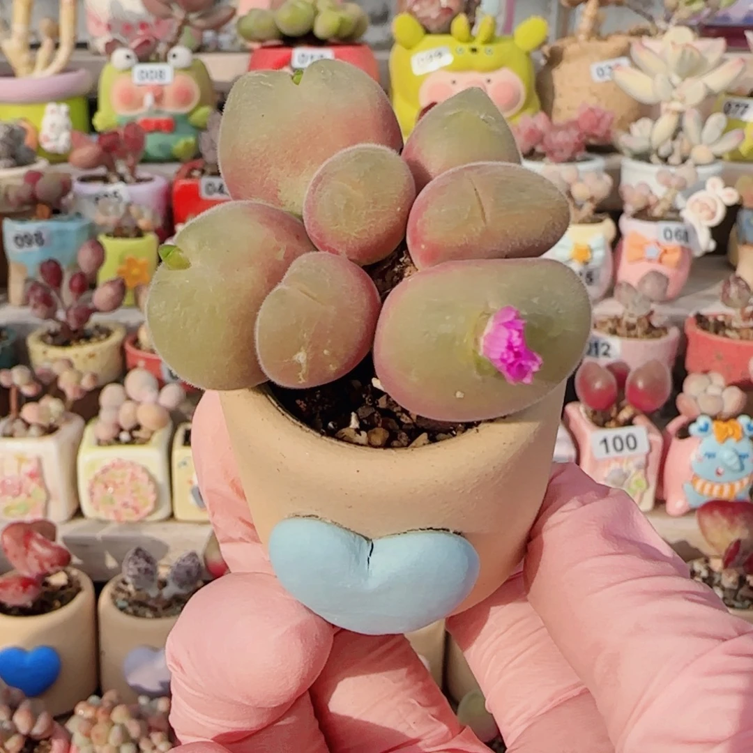 开花猫翠 盆口3cm