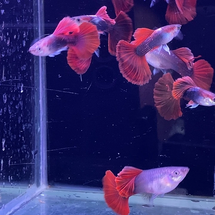 孔雀鱼大背菊花扇子10条