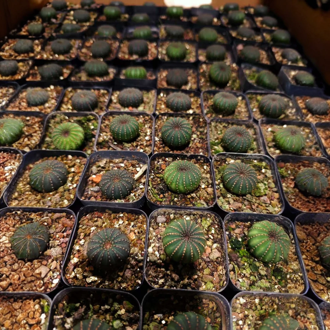 满18包邮（实生大型士童）2.5公分左右