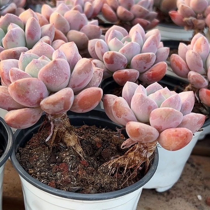 双头     老桩      白露