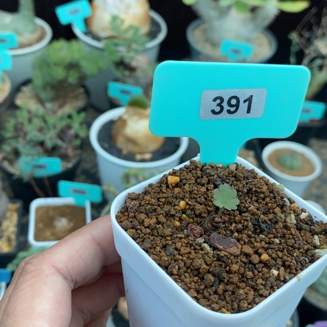 肾叶杨奎多肉植物