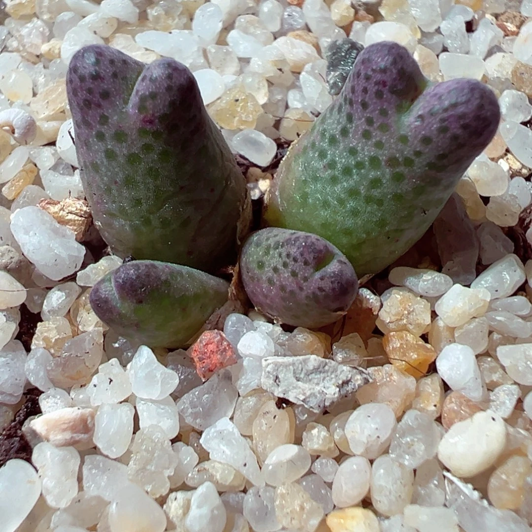 1026-314多肉多肉斑马