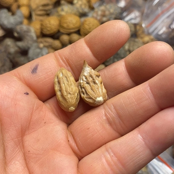 桃核吊坠东北特产143