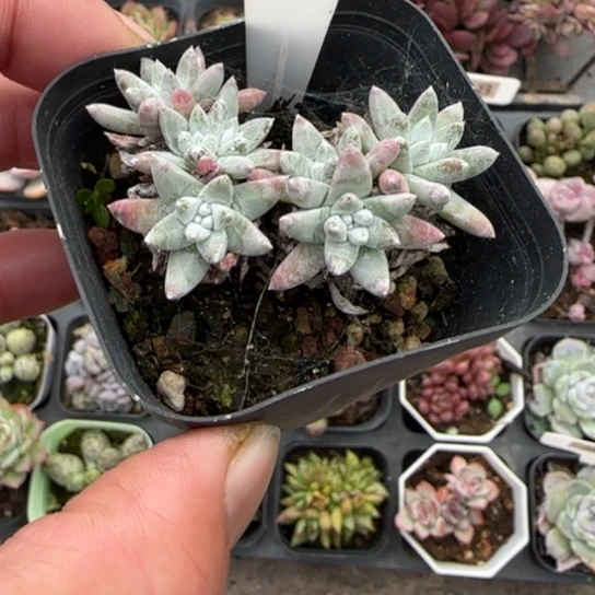 174白菊多肉植物多