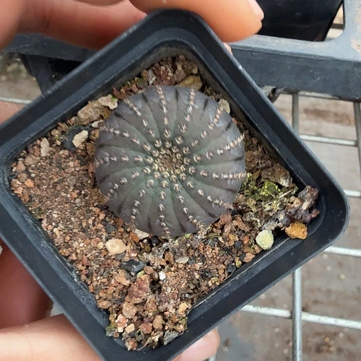 实生侍童单3仙人球