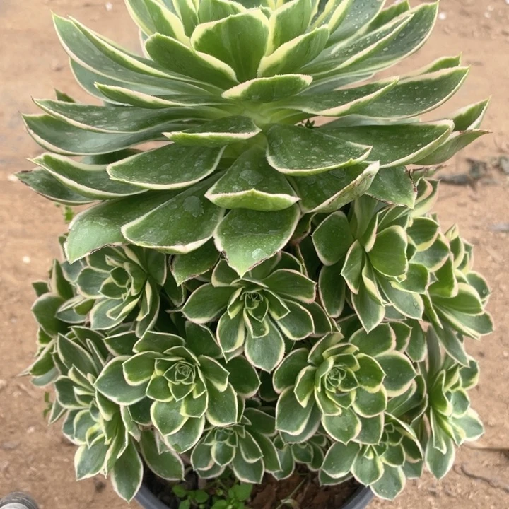 886多肉植物绿玫瑰杆子有老巴