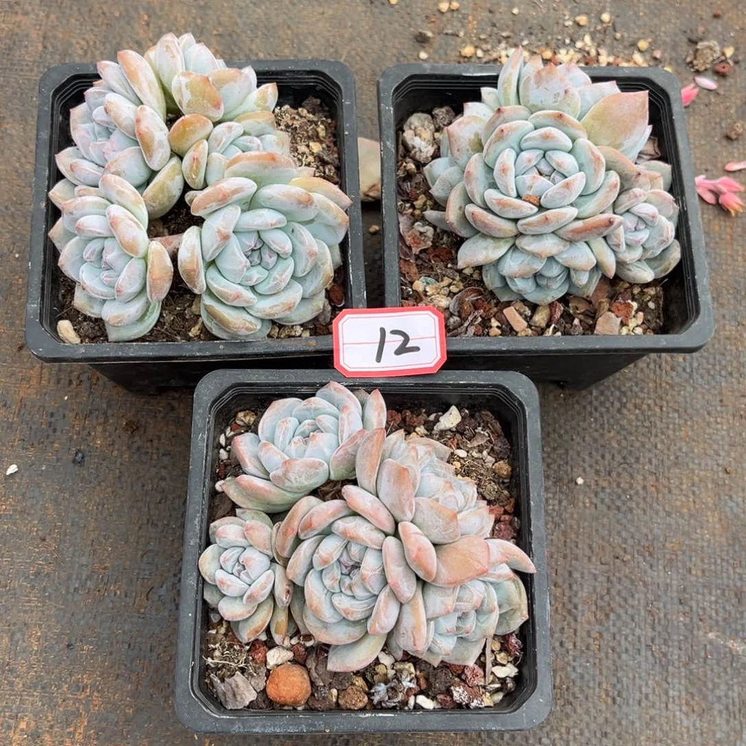 12号新疆西藏内蒙古不包邮