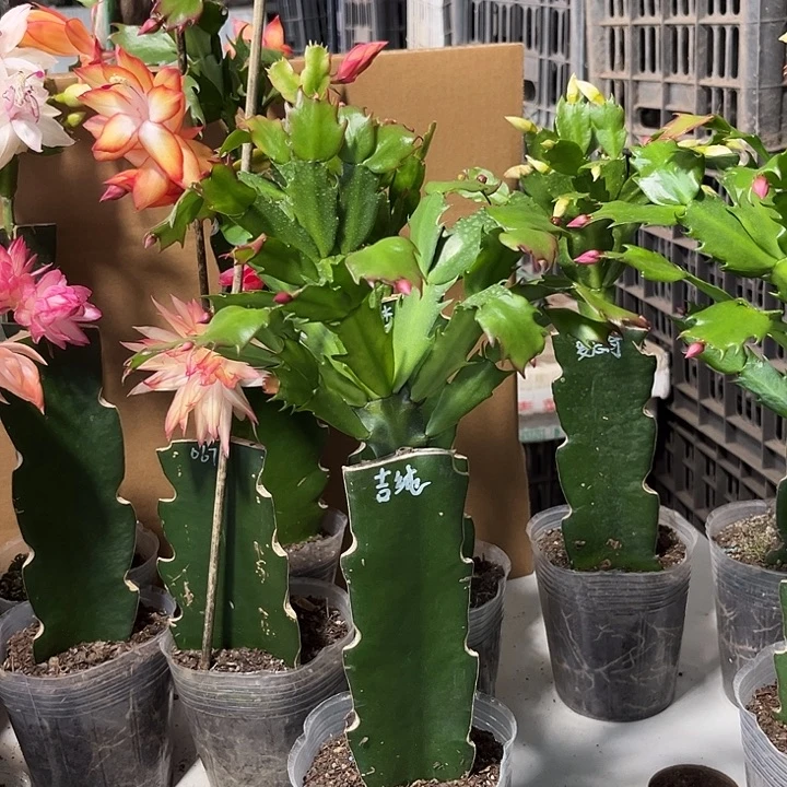 会***子当前无花朵，栽培后可花朵吉纯