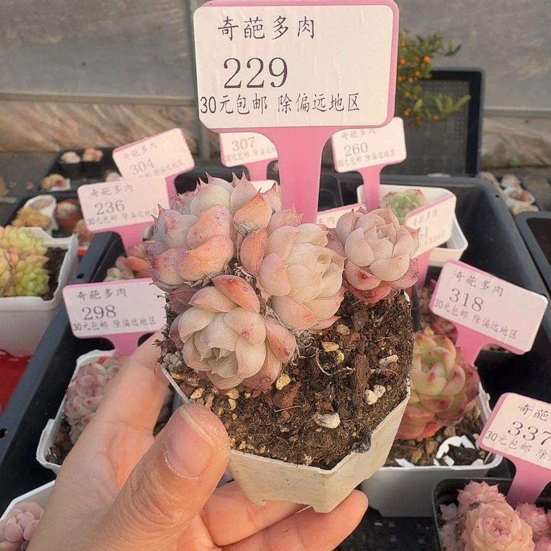 229 脱土 不包整 30元包邮非偏远