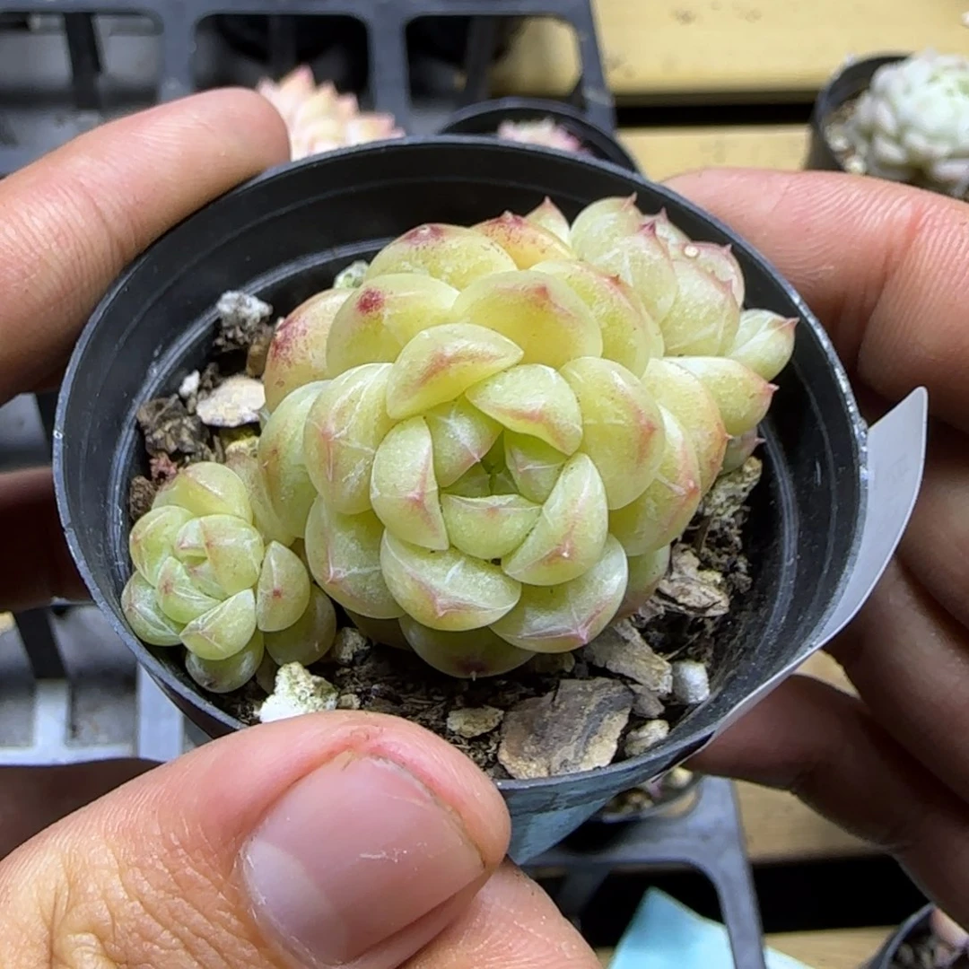 一物一拍麦秆珍妮03085