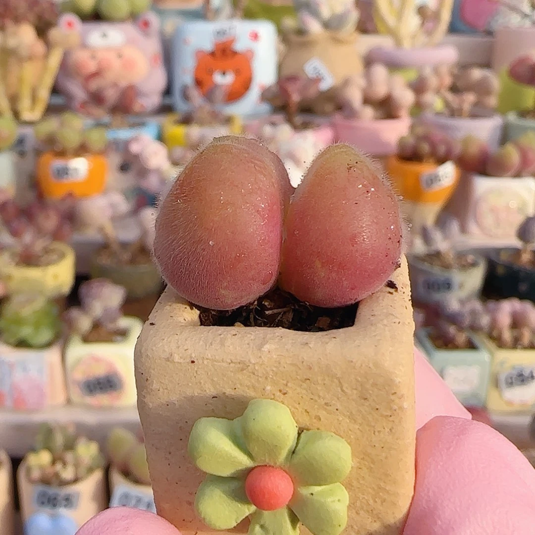可爱毛翠 盆口2cm