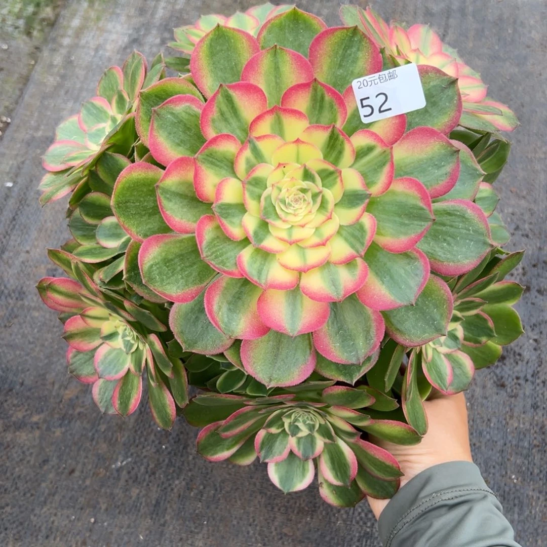 52玉芙蓉多肉植物