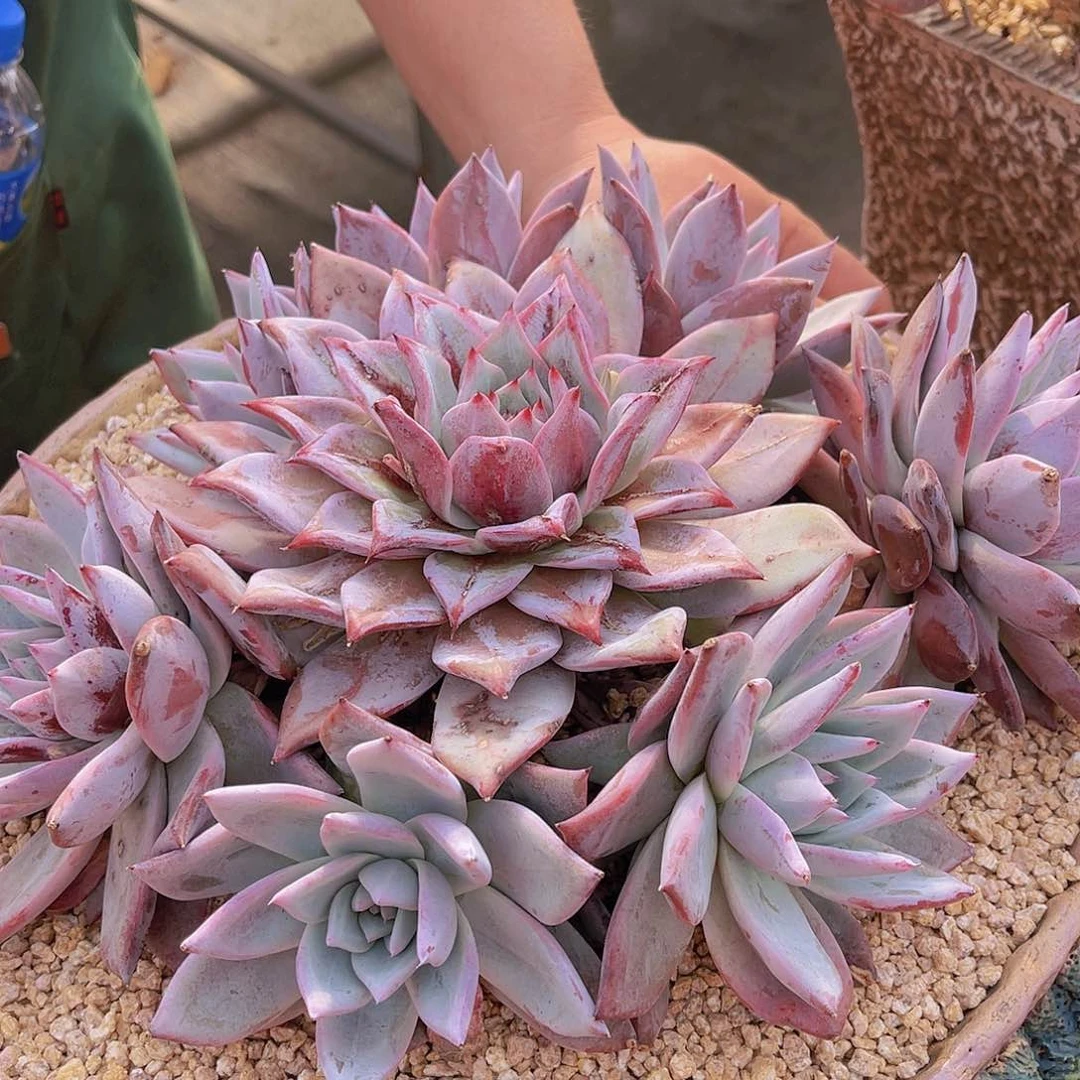 ?*然多肉卡安不带盆