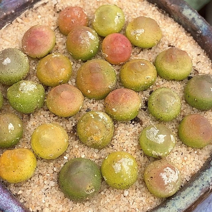 紫皮拉登一颗   0.8厘米以上