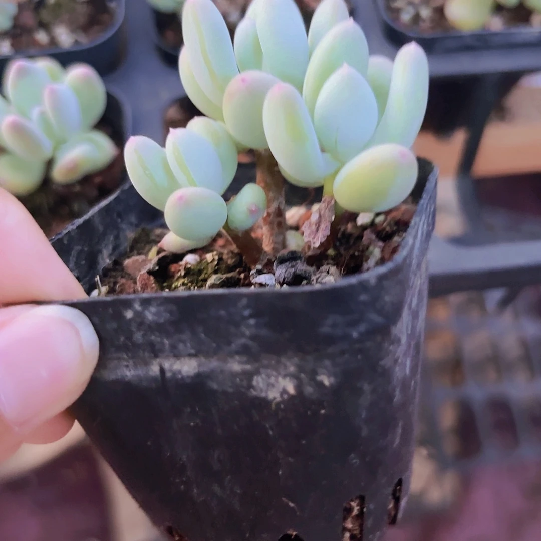 精品苹果奶多肉植物