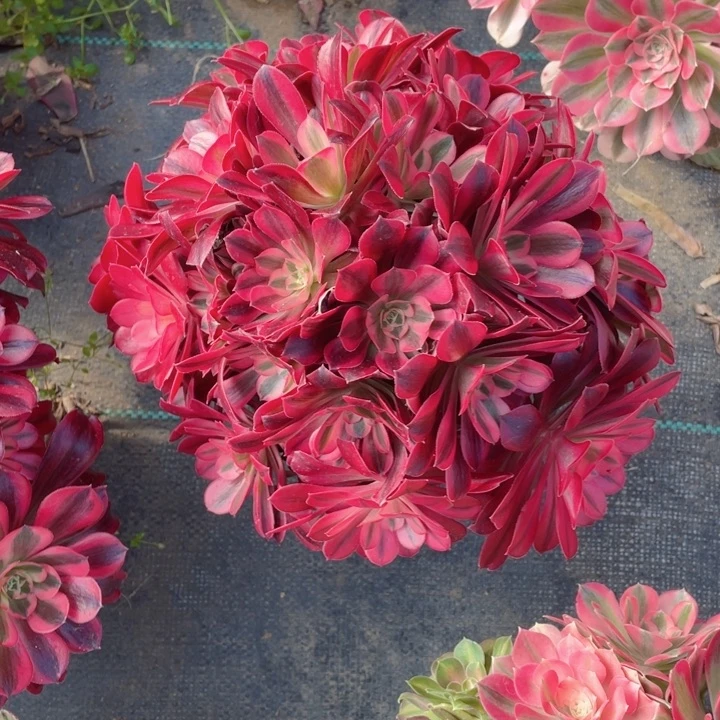 初***改美杜莎老桩清仓特价！