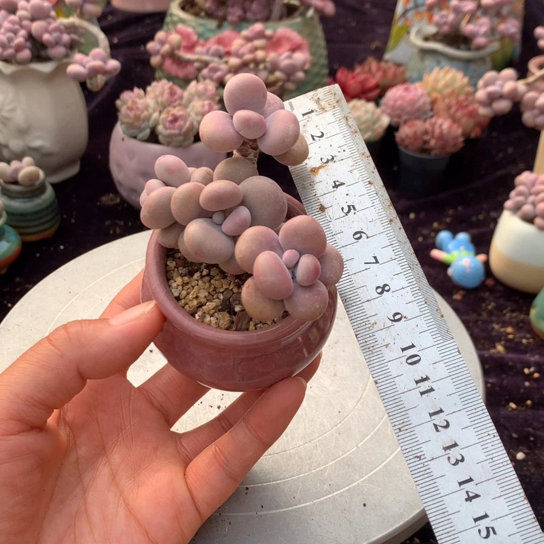 5号带盆偏远地区不包邮的