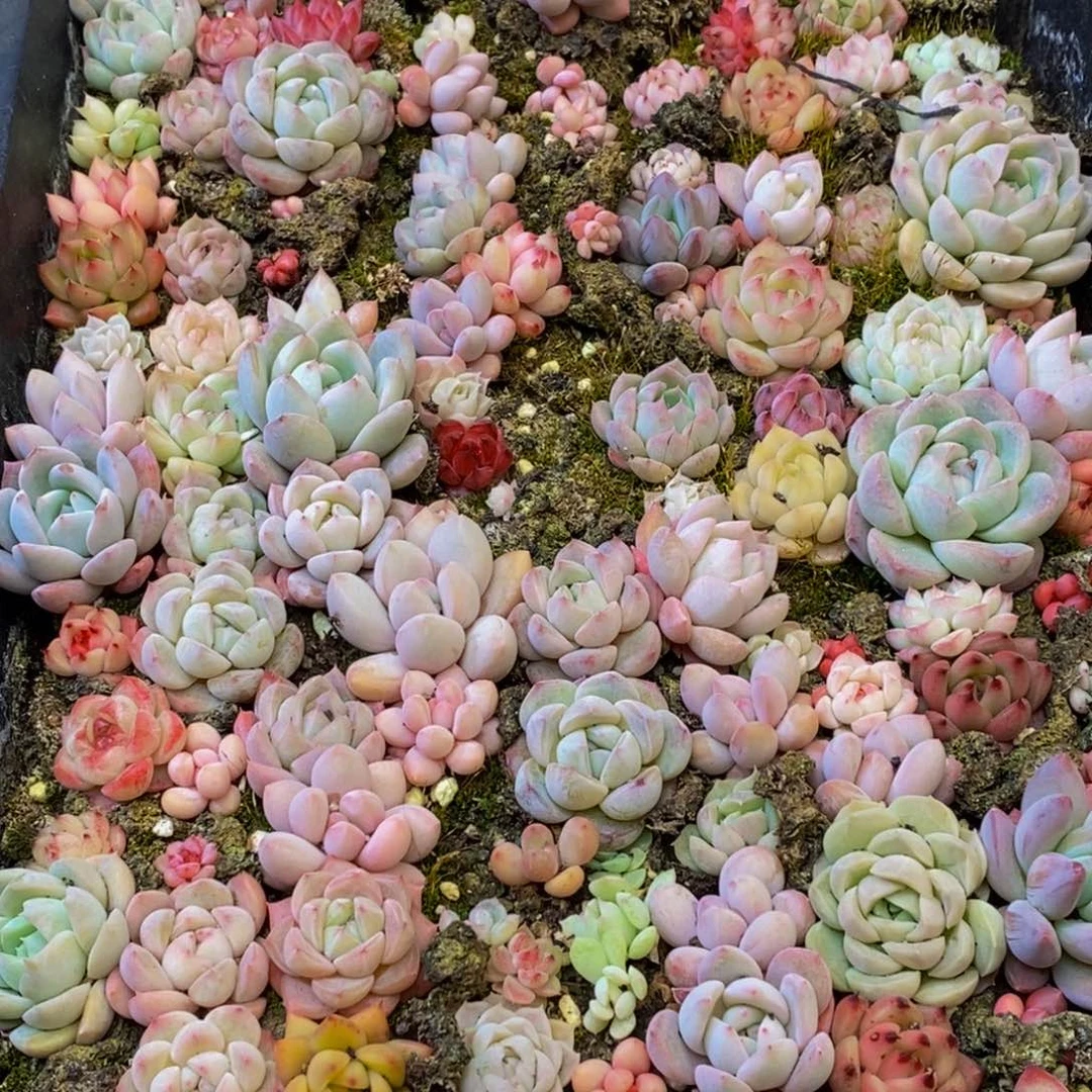 封***?245的人都是这样吧