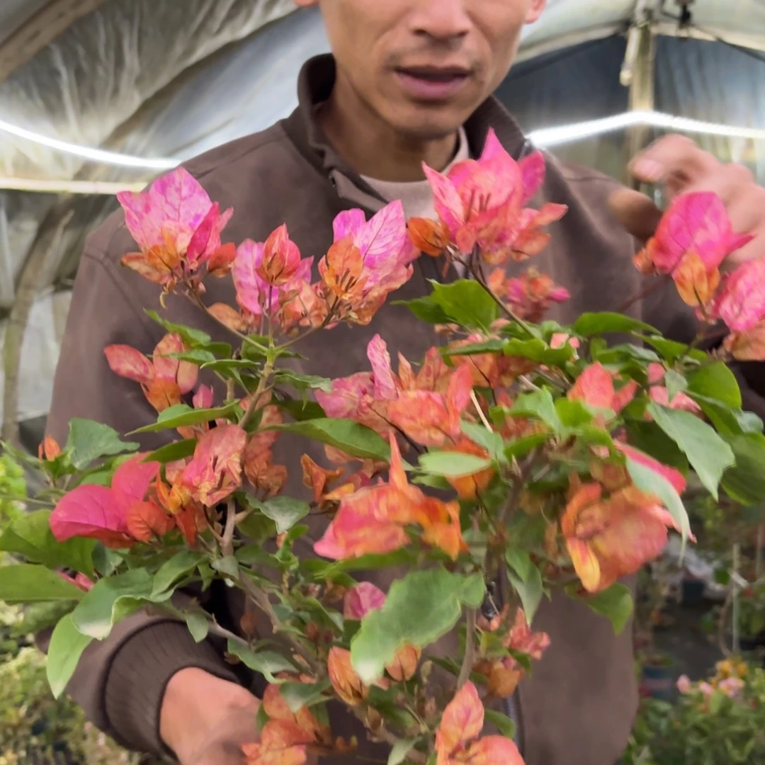 鸳***啡完全开放（水九月）2295三角梅会落花落叶会光杆苗有大有小