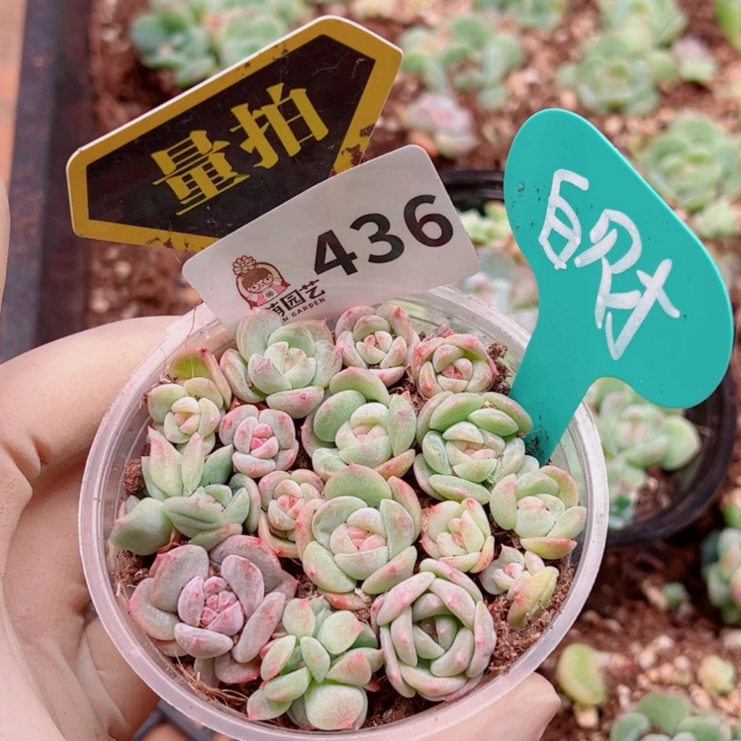 多肉植物多肉植物