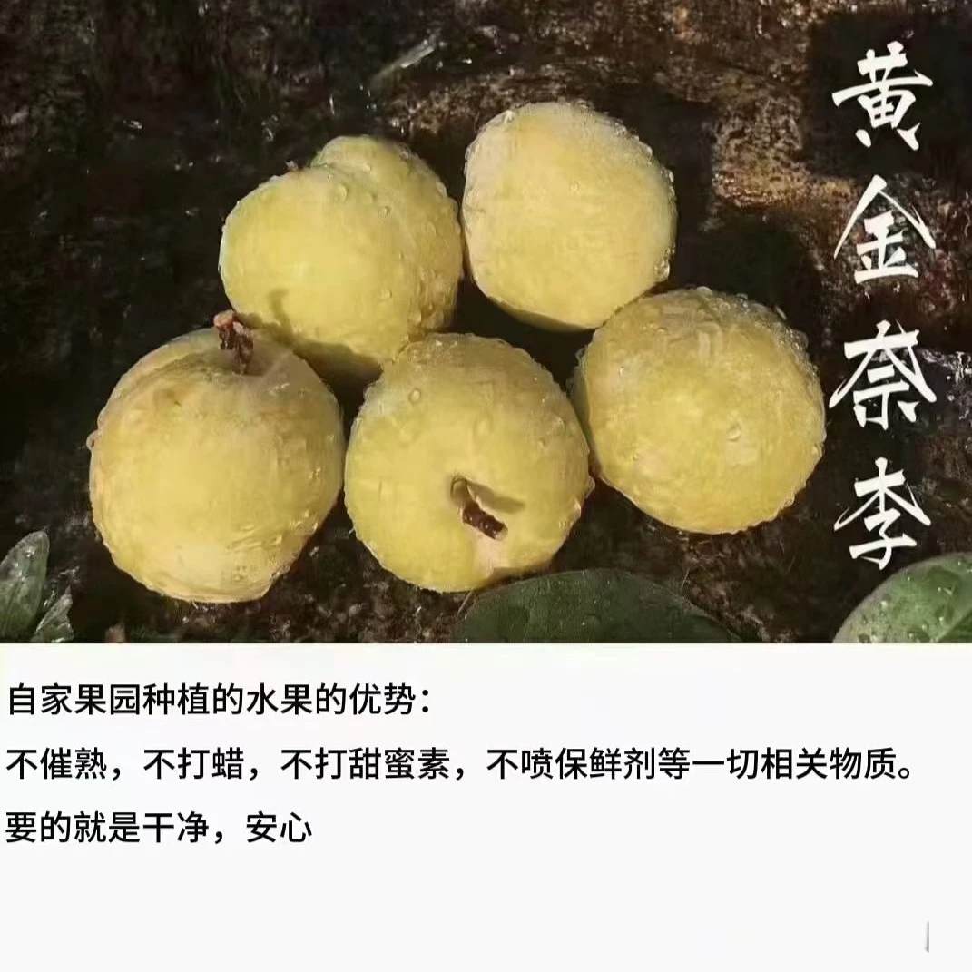 【汝城高山黄金奈李】正宗汝城文明高山黄金奈李孕妇小孩脆甜多汁