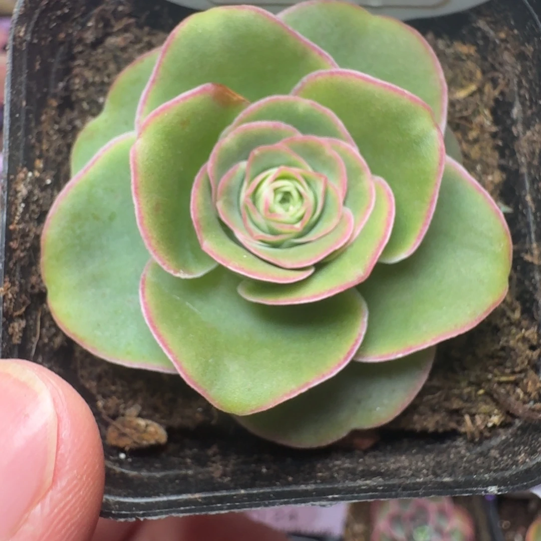 带伤福利-352-冠幅  4CM