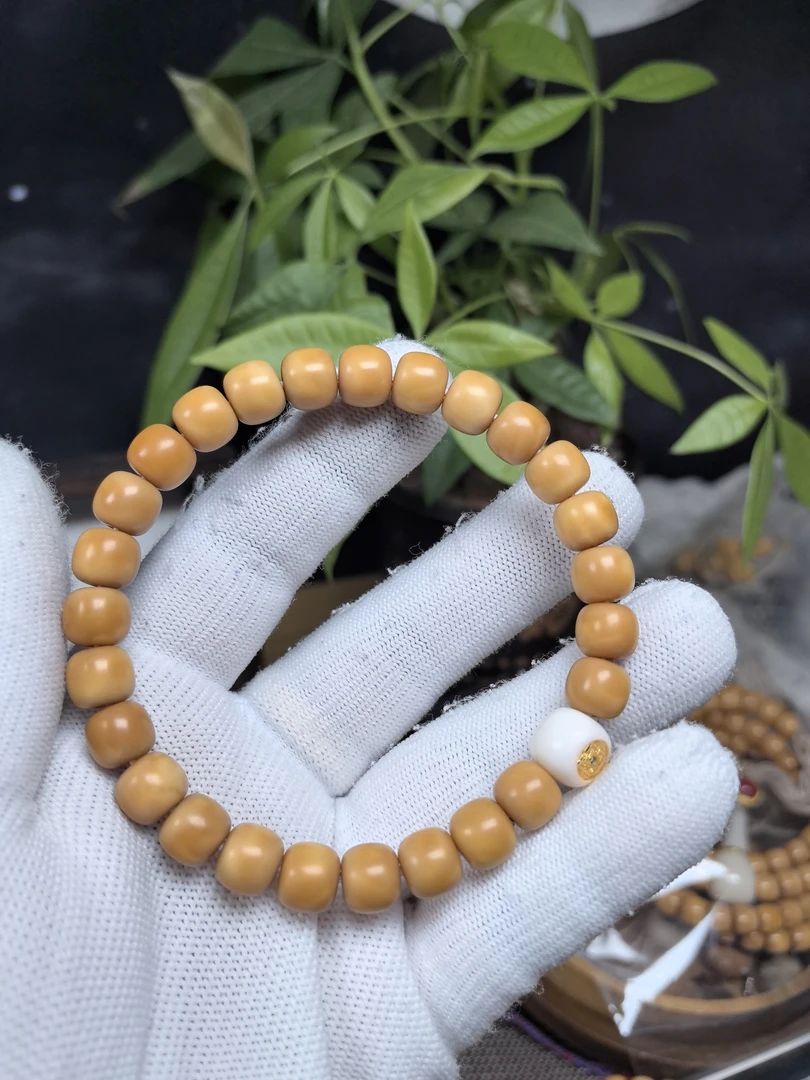 龙脊菩提 保真龙脊老型尺寸8.6×7.6