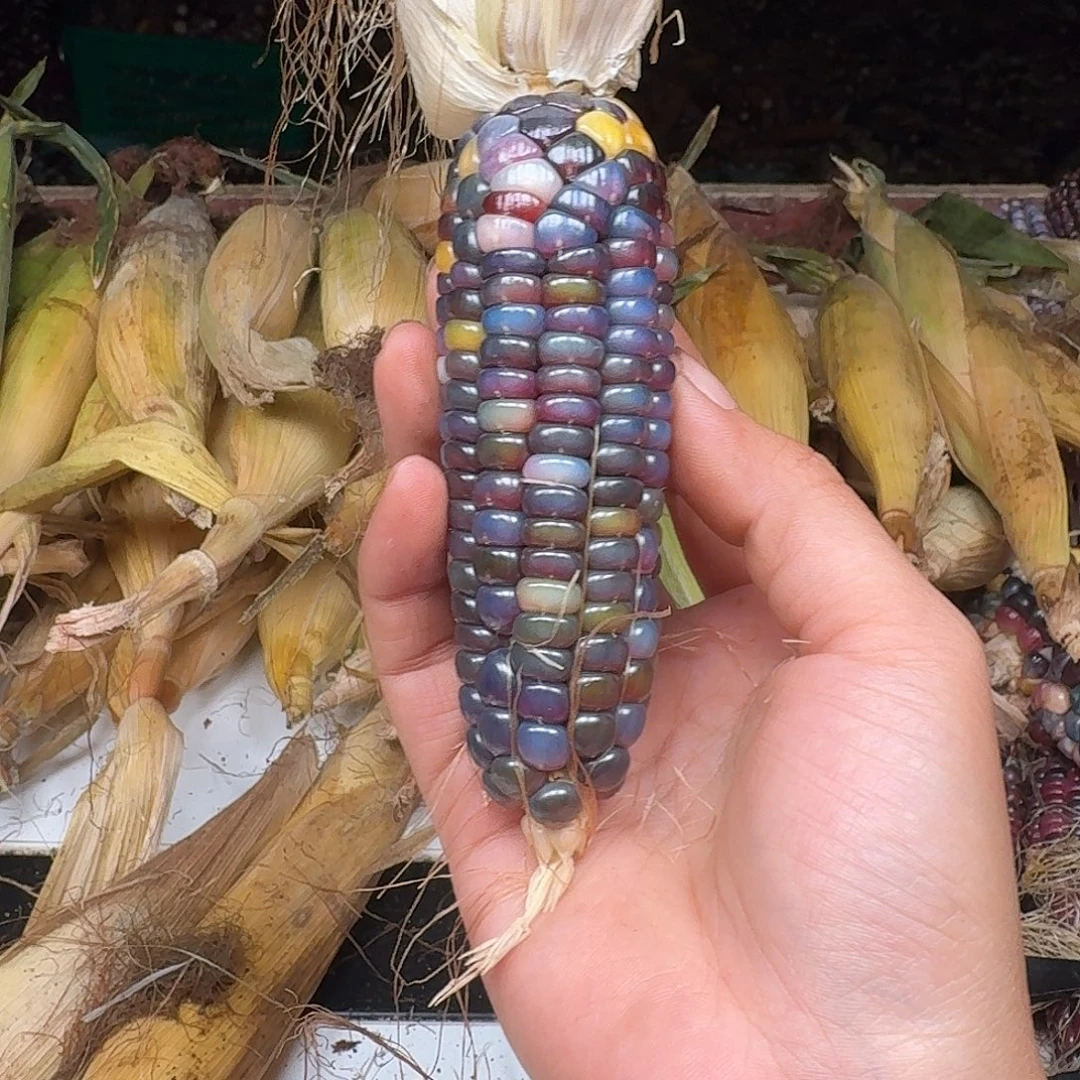 煎***子吊坠柏香籽/百香籽