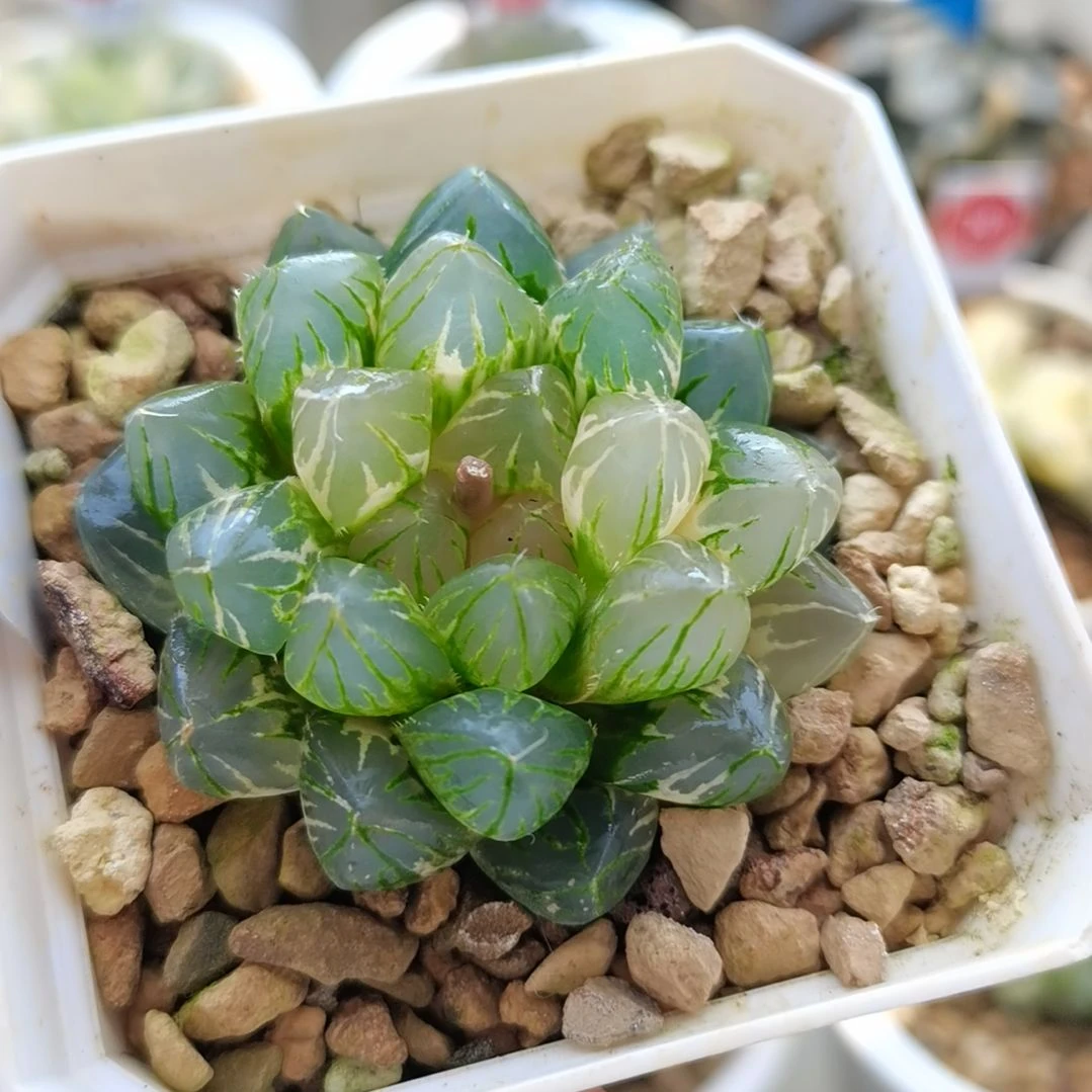 387号玉露锦一物一拍带盆土发货